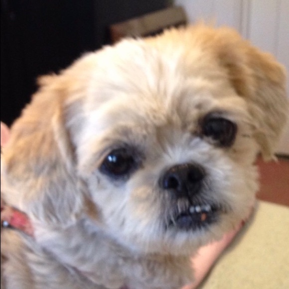 🚨PET ALERT🚨 - Picture 5 of 8